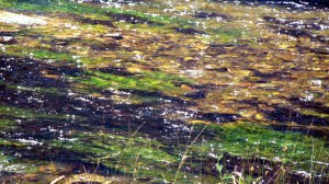 El brillo denota la pureza.