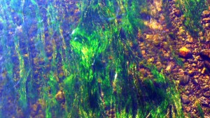 La vida se expresa en movimiento.