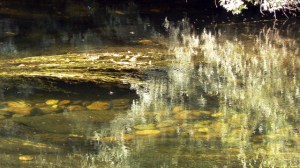 El agua muestra los elementos profundos.